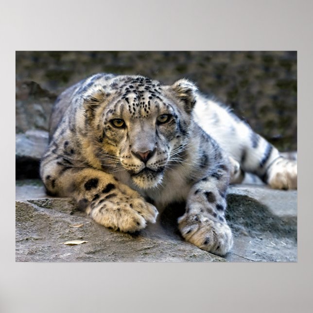 Poster Leopardo-da-neve, o gato felino estrelado (Frente)