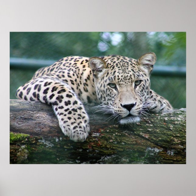 Poster Leopardo Da Vida Selvagem Deitado No Registro Das  (Frente)