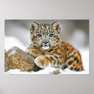 Poster Leopardo-das-neves Animal Selvagem Ambiente Natura