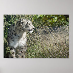 Poster Leopardo de neve