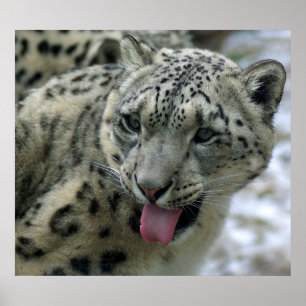 Pôster Leopardo de neve