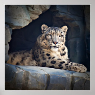 Pôster Leopardo de neve