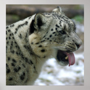 Pôster Leopardo de neve