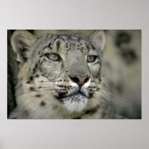 Pôster Leopardo de neve
