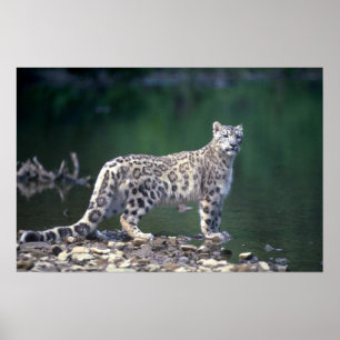 Pôster Leopardo de neve ao lado do rio