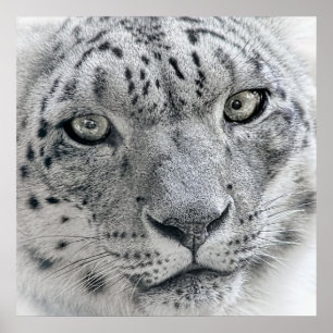 Pôster Leopardo de neve branco exótico