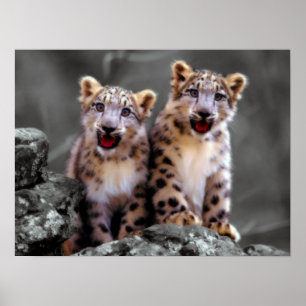 Poster Leopardo de neve Cubs