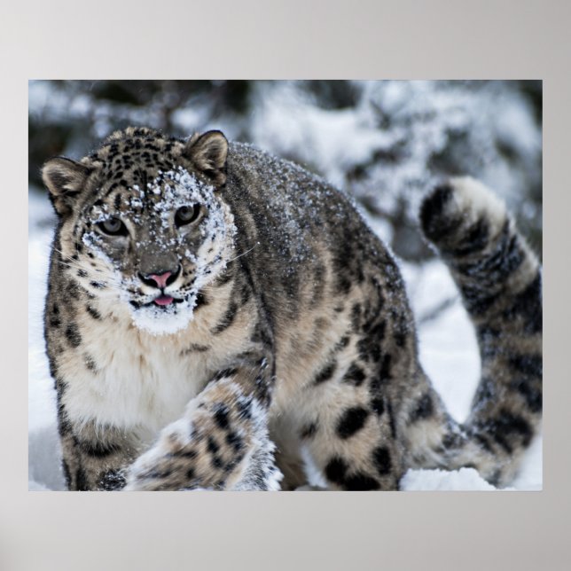 Poster Leopardo de Neve na Prowl (Frente)