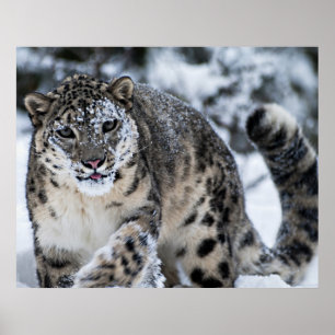 Poster Leopardo de neve no Prowl