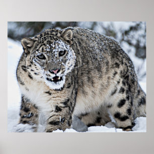 Poster Leopardo de neve que rosna