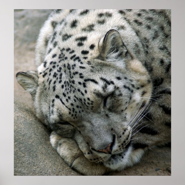 Poster Leopardo-de-Neve - Sonhos Doce (Frente)