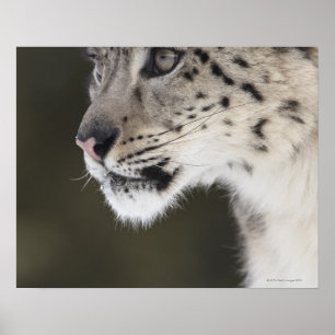 Pôster Leopardo de neve (uncia de Uncia)