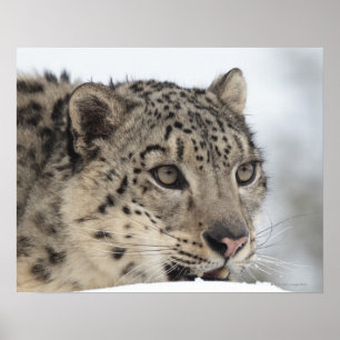 Poster Leopardo de neve (uncia de Uncia) 2