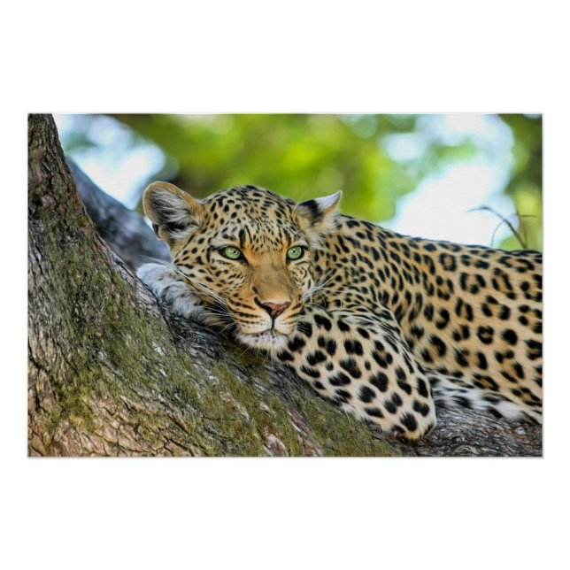 Pôster Leopardo descansando em uma árvore (Frente)