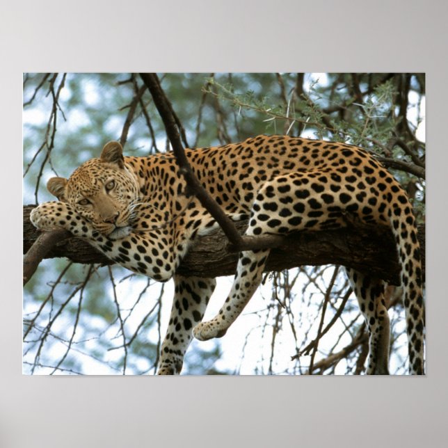 Poster Leopardo descendo em árvore (Frente)