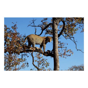 Pôster Leopardo em árvore na África