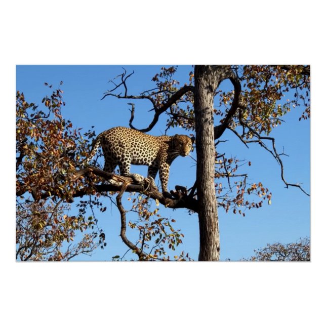 Pôster Leopardo em árvore na África (Frente)