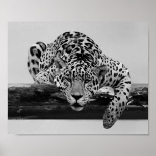 Pôster Leopardo em preto e branco