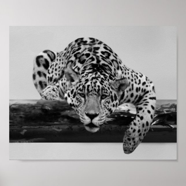 Pôster Leopardo em preto e branco (Frente)