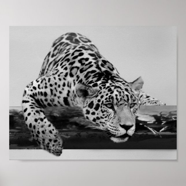 Pôster Leopardo em preto e branco (Frente)