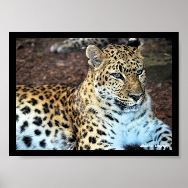 Poster Leopardo em Repouso (Frente)