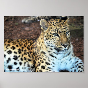 Poster Leopardo em Repouso