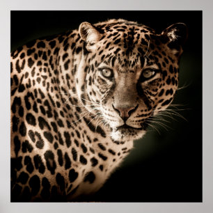 Poster Leopardo espantoso sobre fundo preto