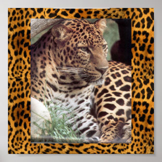 Pôster Leopardo indiano