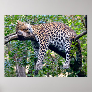Poster Leopardo Javan dormindo em um galho de árvore