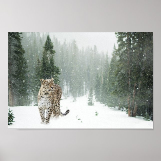 Poster Leopardo majestoso da neve na neve (Frente)