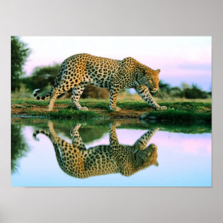Pôster Leopardo na Água