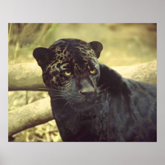 Poster Leopardo Negro na Natureza (Frente)