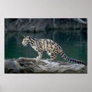 Poster Leopardo nublado