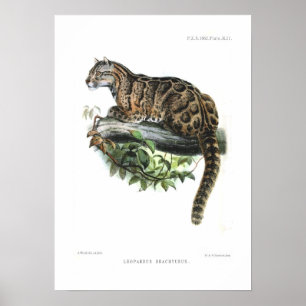 Pôster Leopardo nublado