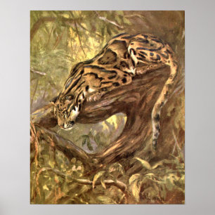 Poster Leopardo-Nublado por CE Swan, Animais Selvagens An