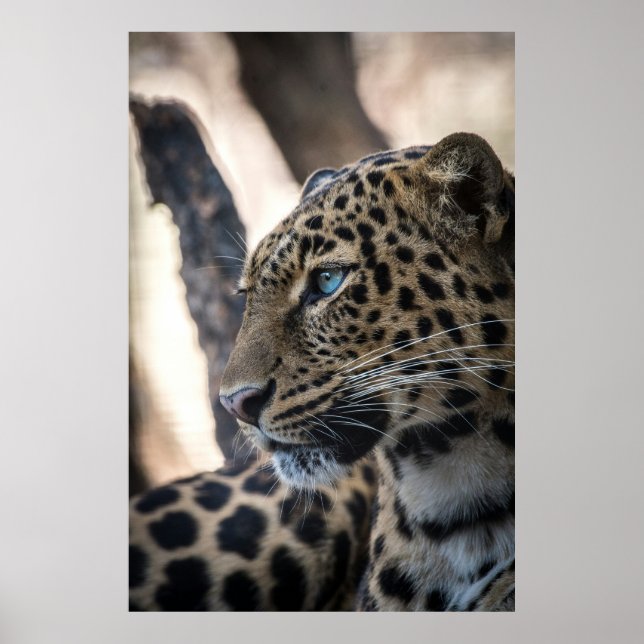 Poster Leopardo Olhado Azul (Frente)