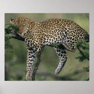 Pôster Leopardo, (Panthera pardus), Quênia, Masai Mara