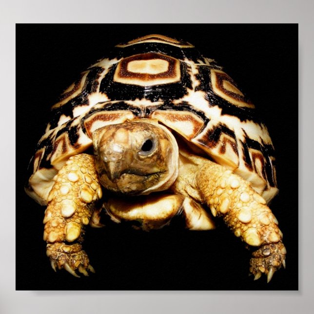 Poster Leopardo Tortoise (Frente)