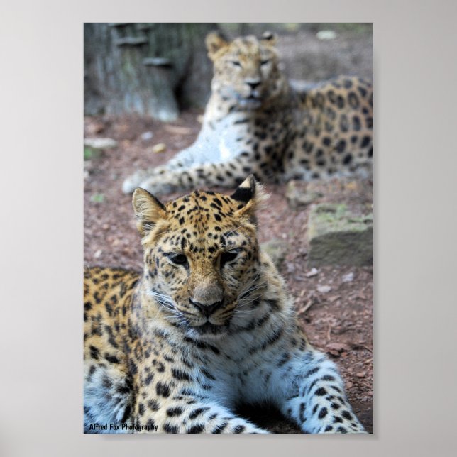 Poster Leopardos Descansando (Frente)