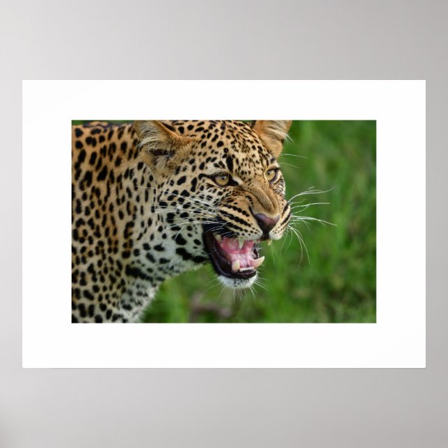 Poster Lepard (Frente)