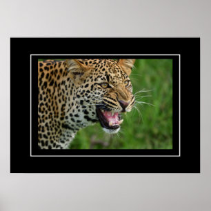 Poster Lepard