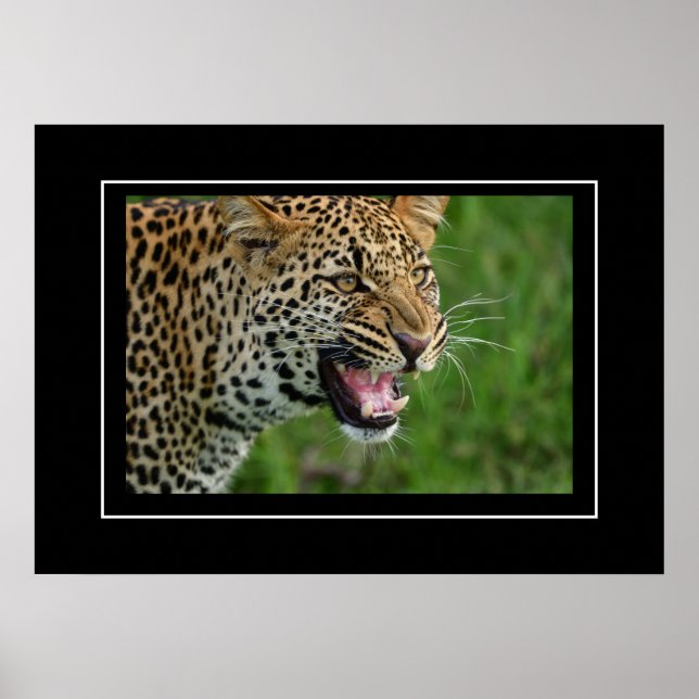 Poster Lepard (Frente)