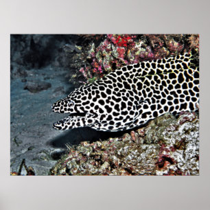 Poster Lepard Moray Eel
