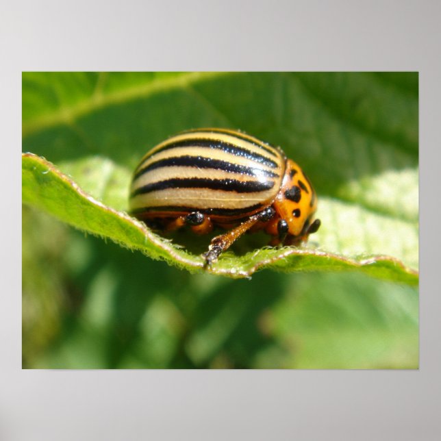 Poster Leptinotarsa decemlineata (Frente)