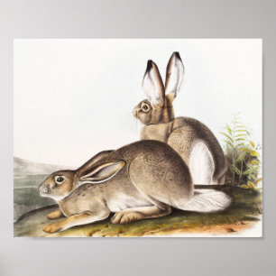 Poster Lepus Townsendii (Lepus Townsendii)
