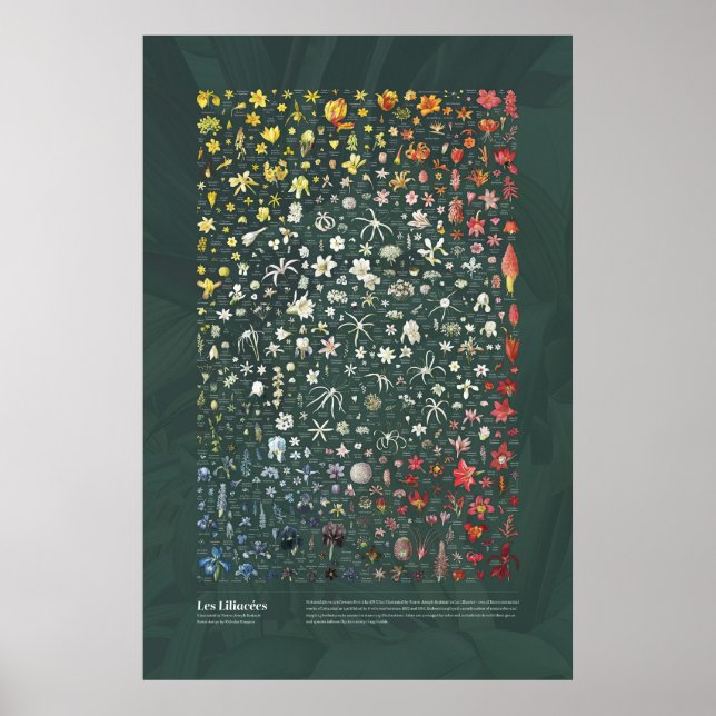 Poster Les Liliacées de Redouté (Frente)