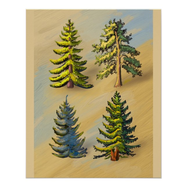 Pôster Les quatres variétés de sapins, botanique. (Frente)