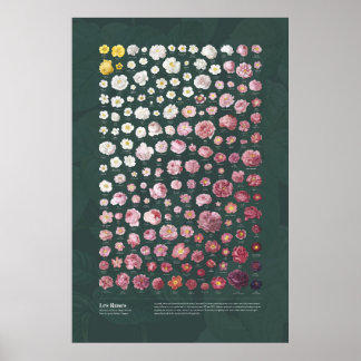 Poster Les Rosas de Redouté