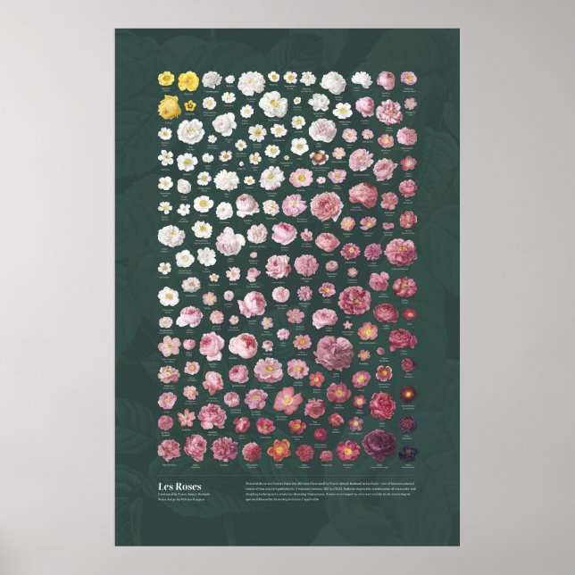 Poster Les Roses de Redouté (Frente)