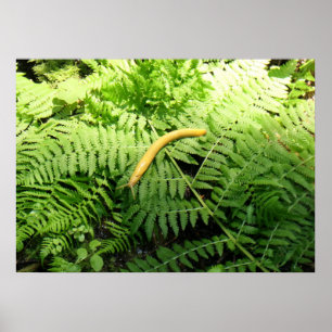 Poster Lesma de Banana em Samambaias I